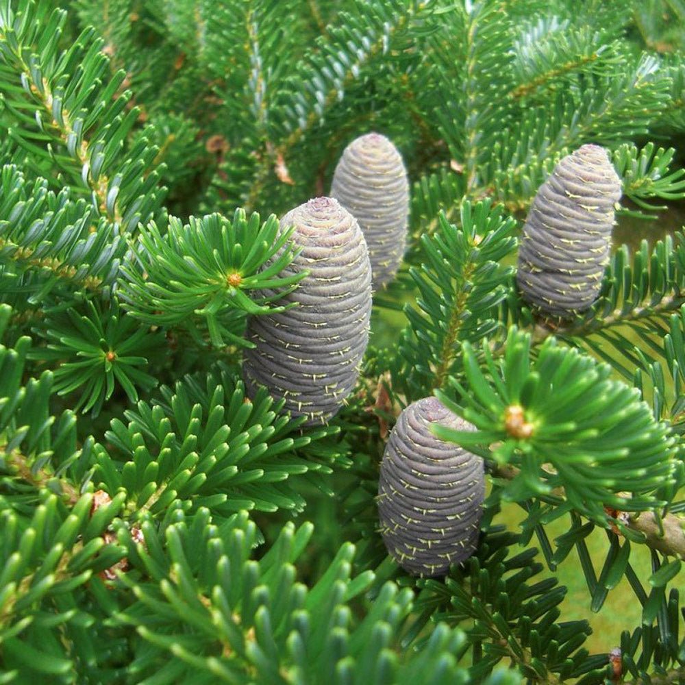 Корейска ела (Abies koreana), с пурпурносини шишарки, перфектна коледна елха