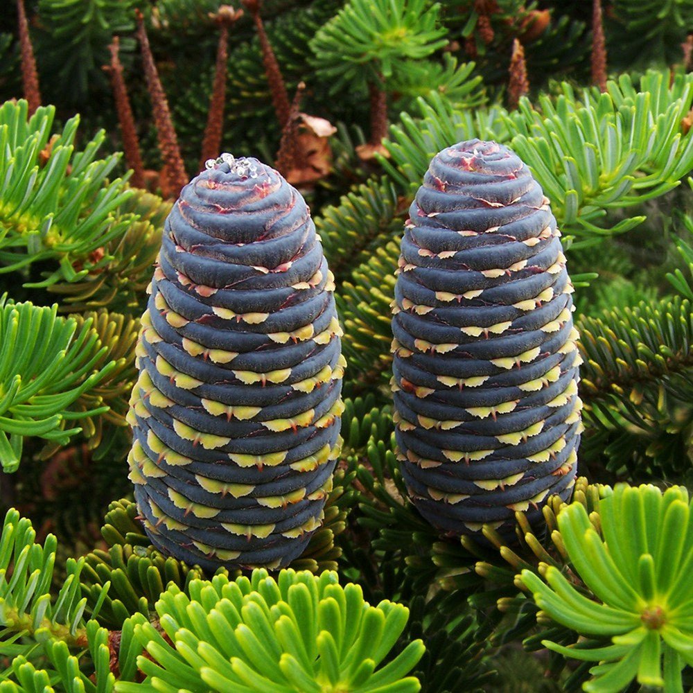 Корейска ела (Abies koreana), с пурпурносини шишарки, перфектна коледна елха