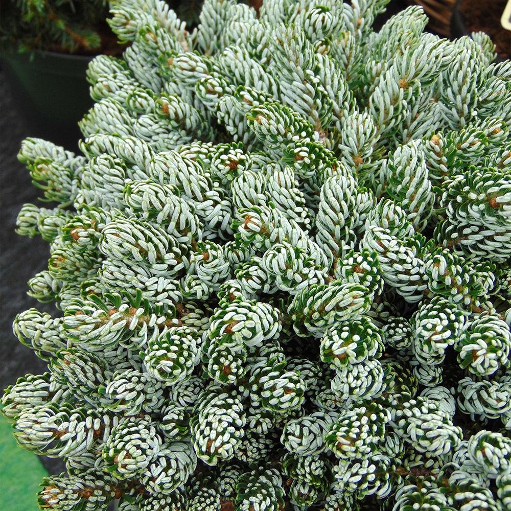 Brad Corean Kohouts Icebreaker (Abies)