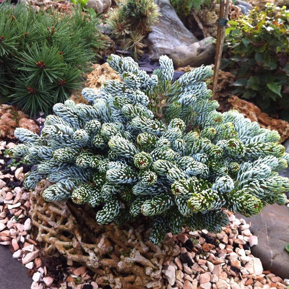 Brad Corean Kohouts Icebreaker (Abies)