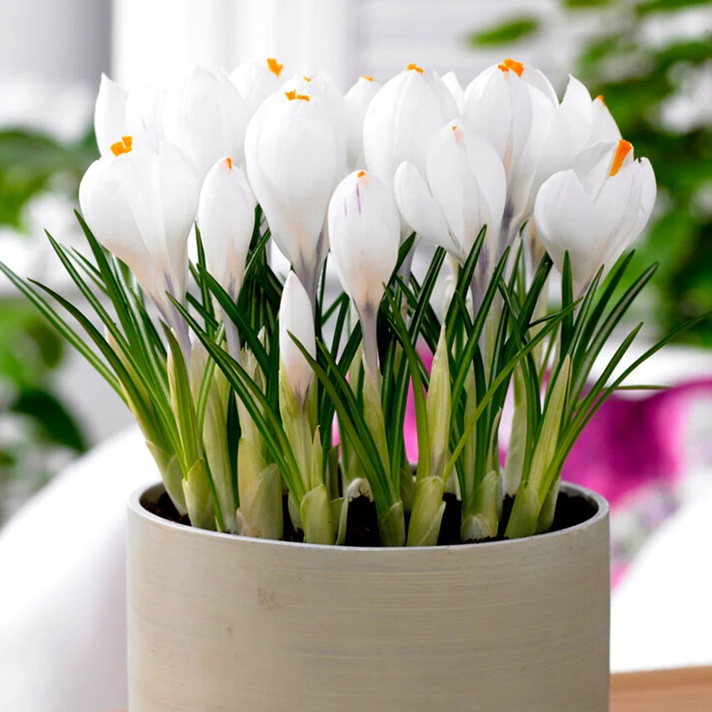 Branduse mov, roz sau alb (Crocus) - ghiveci cu 3 bulbi