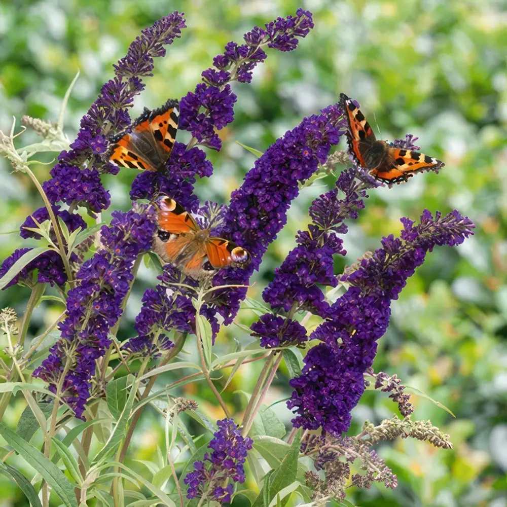 Liliac de Vara Black Knight (Buddleja), arbust decorativ cu flori violet-inchis foarte parfumate, crestere rapida, iubitor de soare