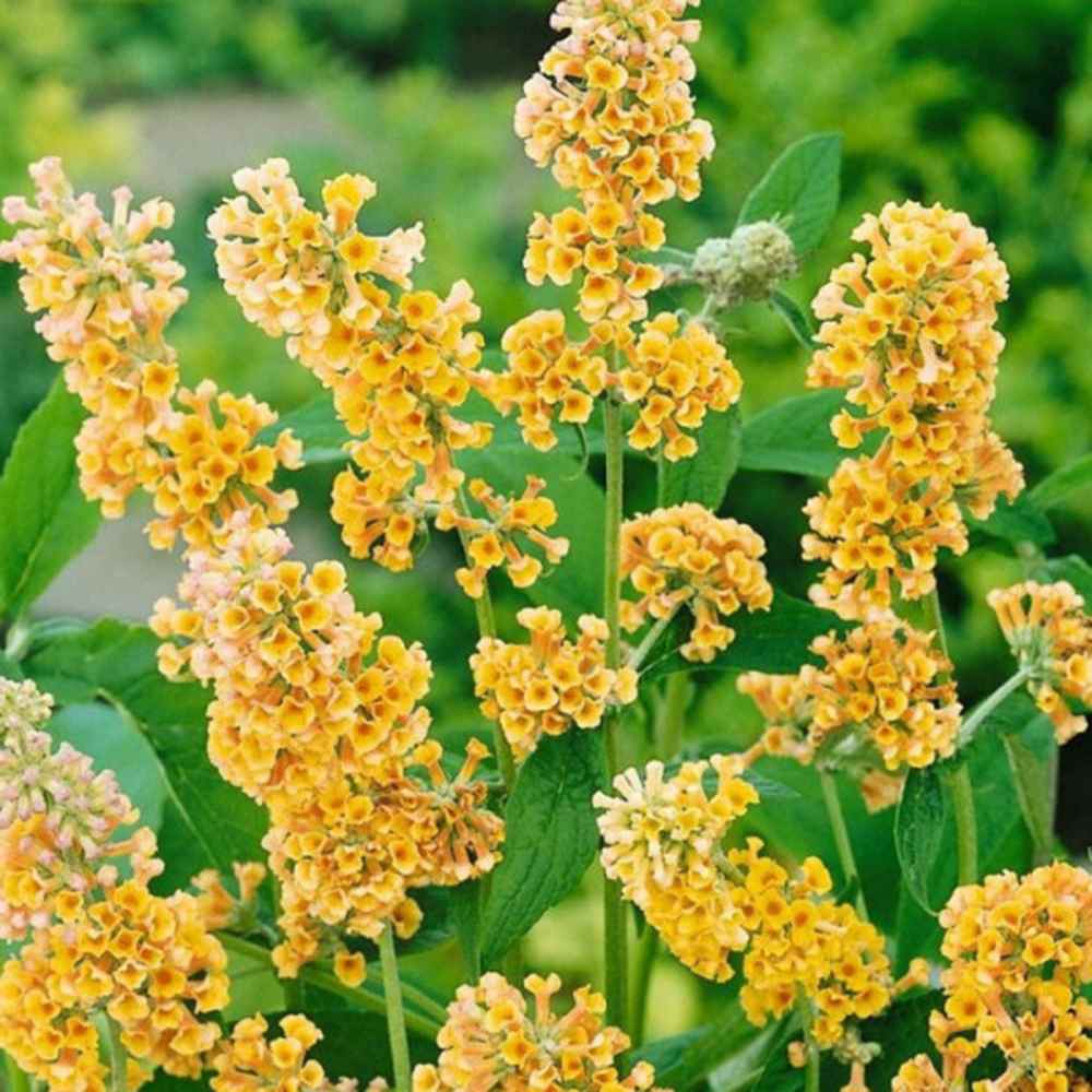 Лятен люляк златист Sungold (Buddleja), декоративен храст с обилни ароматни цветове в златисто-жълто