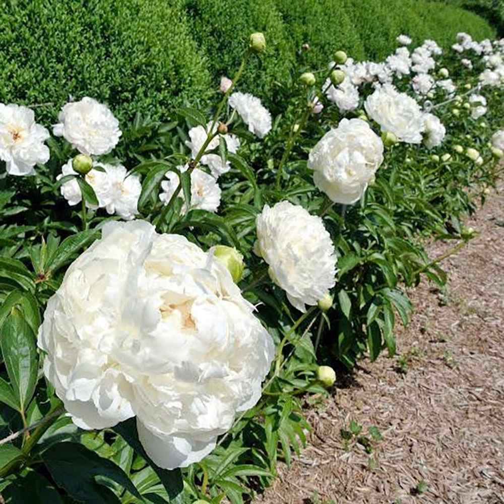 Bujor arbustiv nobil Shirley Temple, cu flori albe roz-pal si parfum intens