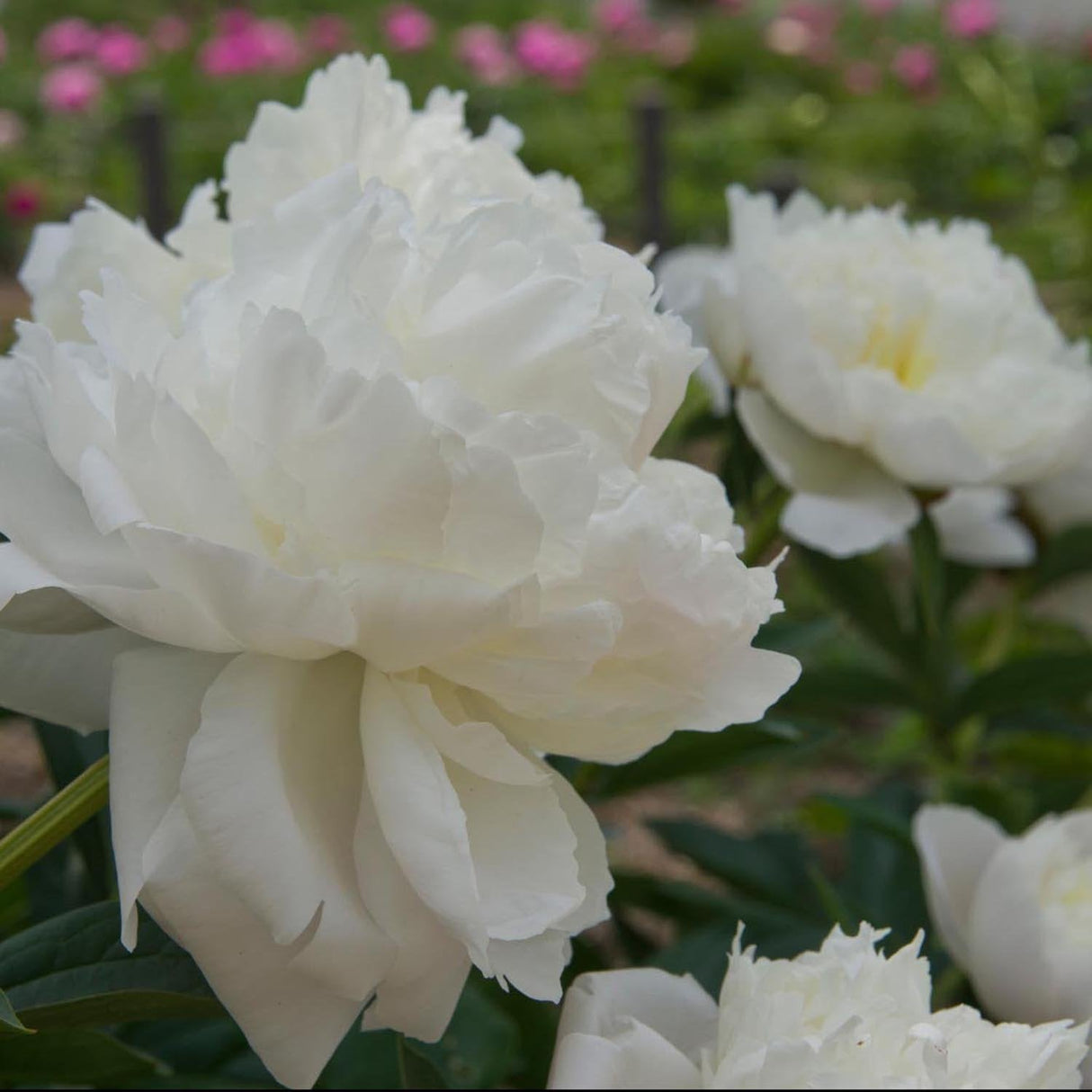 Bujor Nobil Duchesse de Nemours, cu flori alb-crem