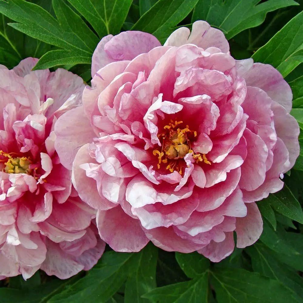 Bujor Hibrid Pink Double Dandy, cu flori roz-lavanda