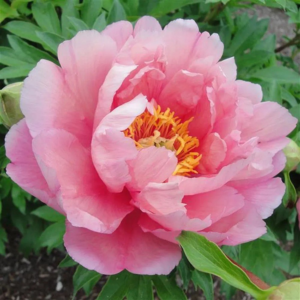 Bujor Hibrid Pink Double Dandy, cu flori roz-lavanda