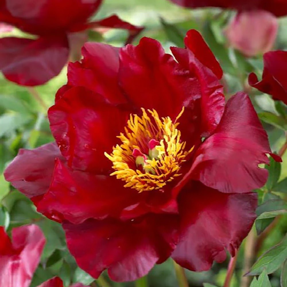 Bujor Hibrid Itoh Scarlet Heaven, cu flori rosu-inchis