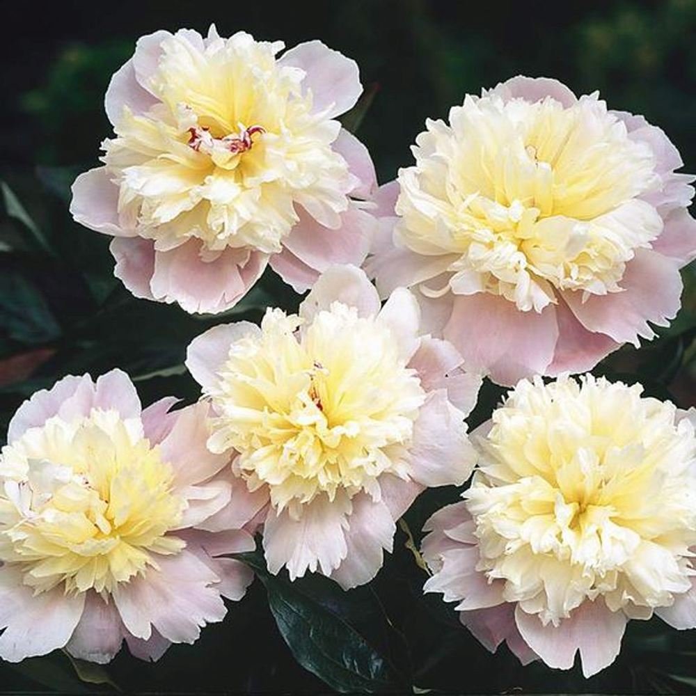 Bujor Lady Alexandra Druff, bulb in ghiveci