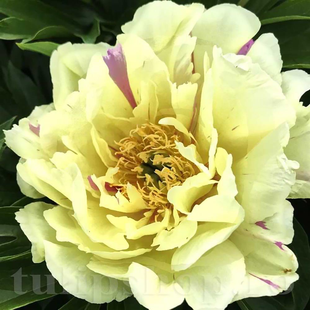 Bujor Hibrid Itoh Lemon Dream, cu flori galbene-lavandei