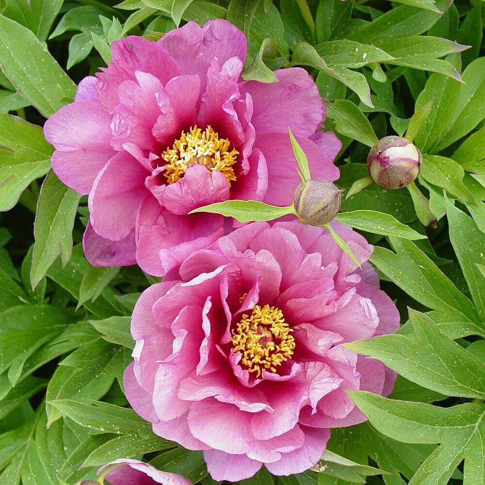 Bujor Hibrid Pink Double Dandy, cu flori roz-lavanda