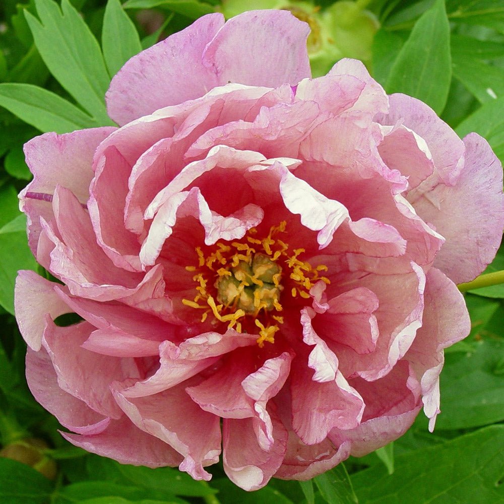 Bujor Hibrid Pink Double Dandy, cu flori roz-lavanda