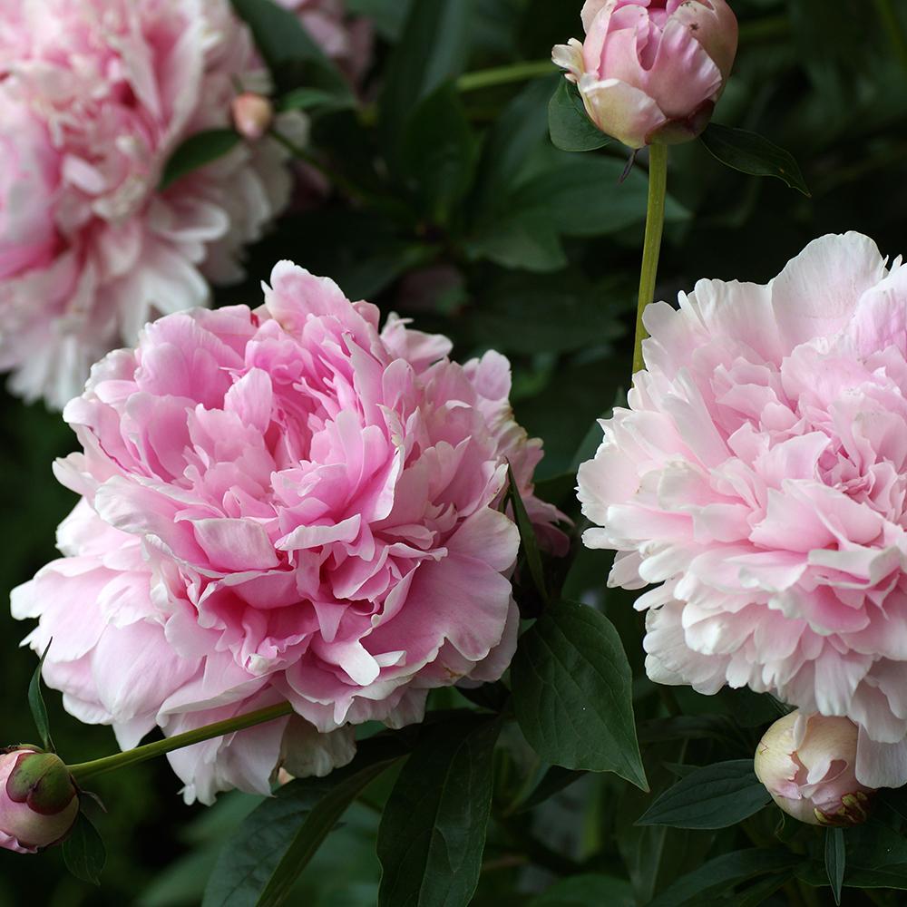 Благороден храстовиден божур Sarah Bernhardt, с розови цветове и силен аромат