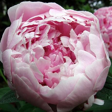 Bujor arbustiv nobil Sarah Bernhardt, cu flori roz si parfum puternic