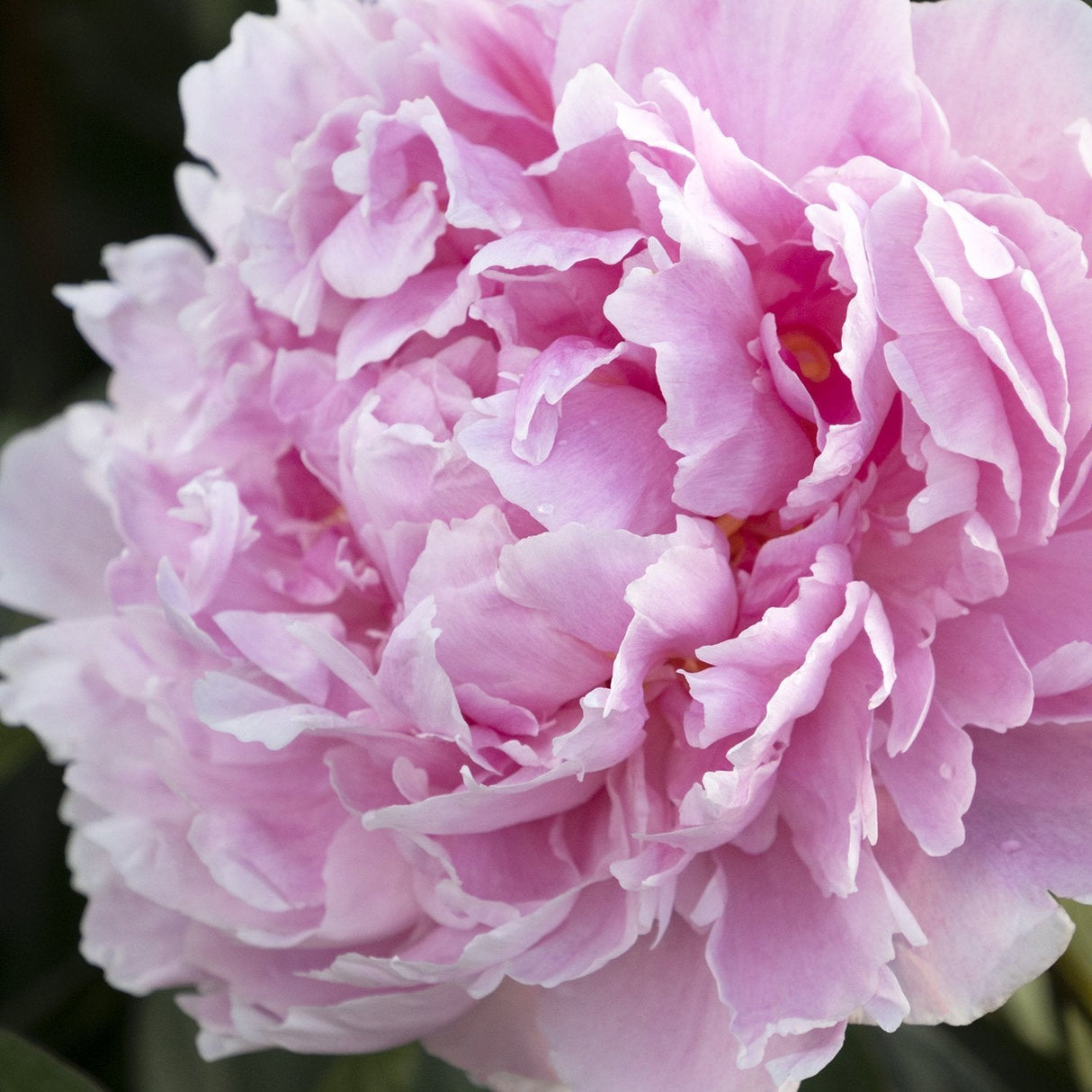 Благороден храстовиден божур Sarah Bernhardt, с розови цветове и силен аромат