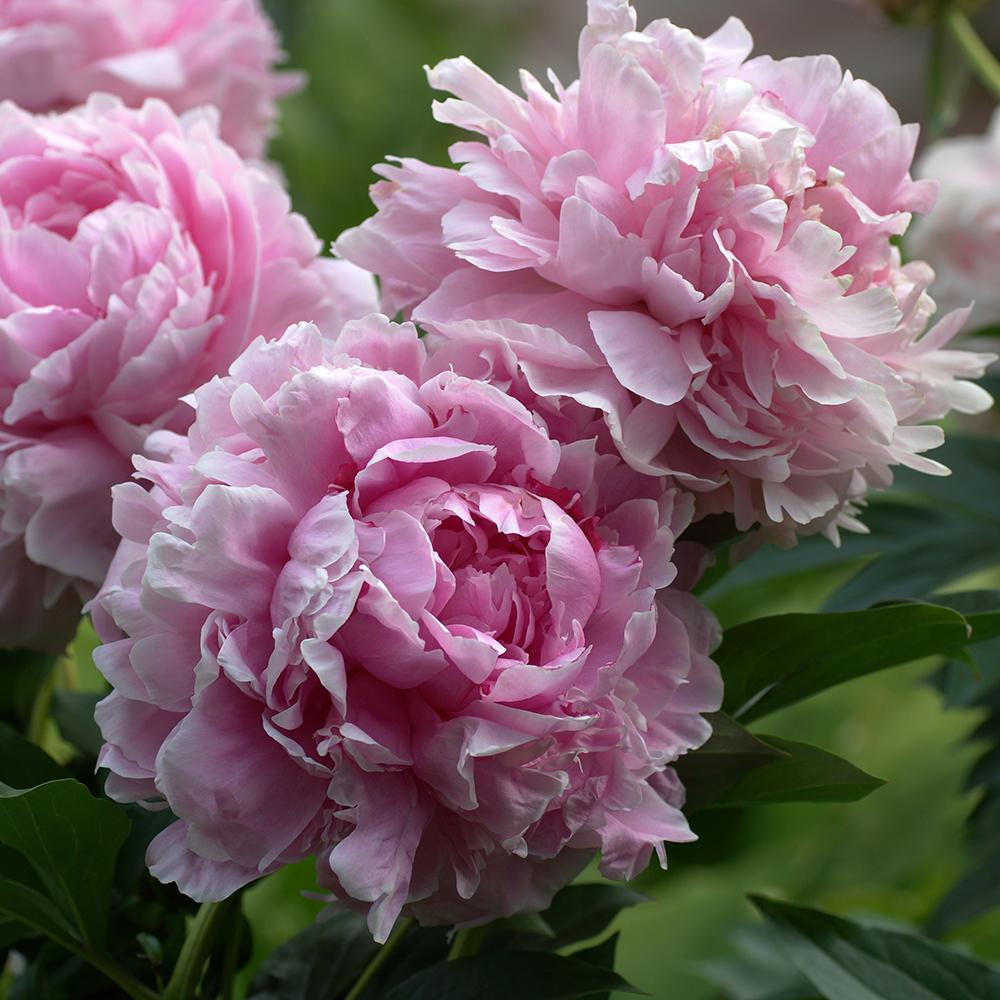 Благороден храстовиден божур Sarah Bernhardt, с розови цветове и силен аромат