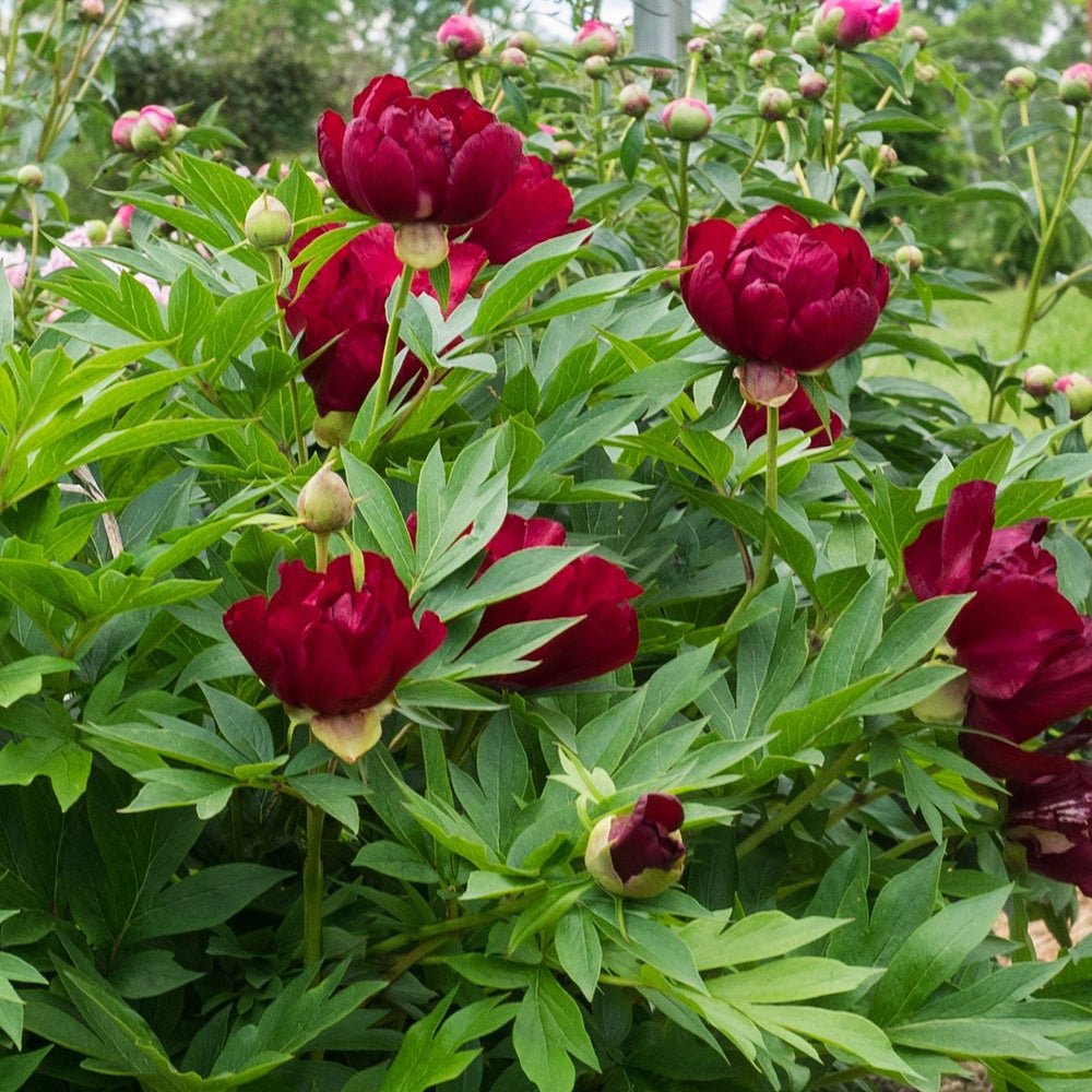 Bujor Hibrid Itoh Scarlet Heaven, cu flori rosu-inchis