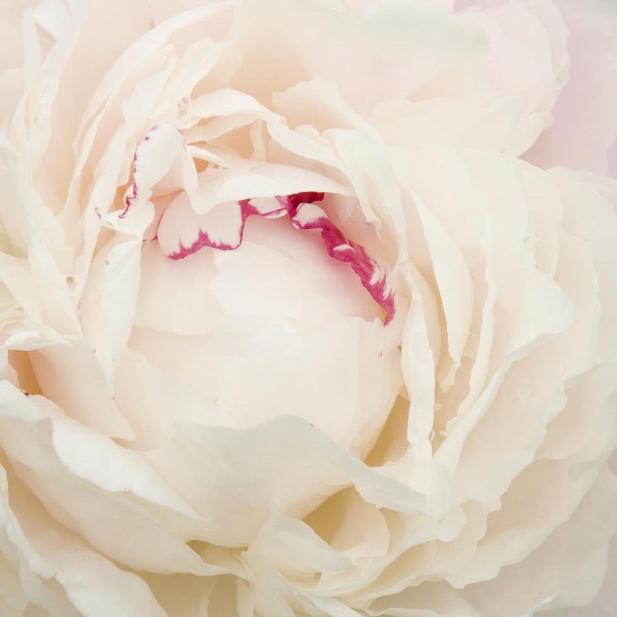 Bujor arbustiv nobil Shirley Temple, cu flori albe roz-pal si parfum intens