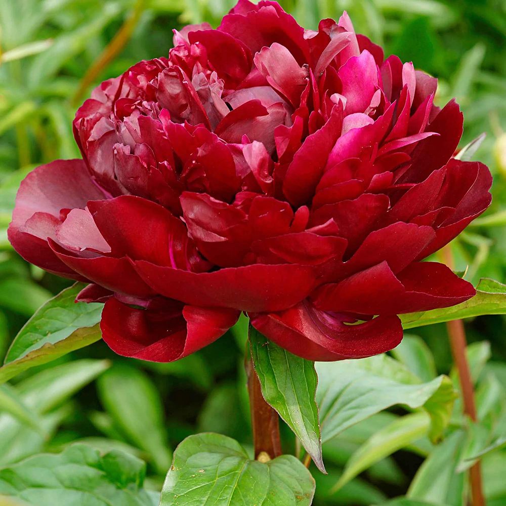 Bujor arbustiv nobil Red Magic, cu flori rosii