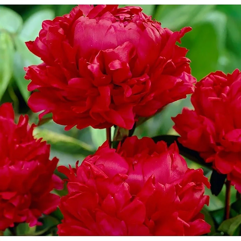 Bujor arbustiv nobil Red Magic, cu flori rosii