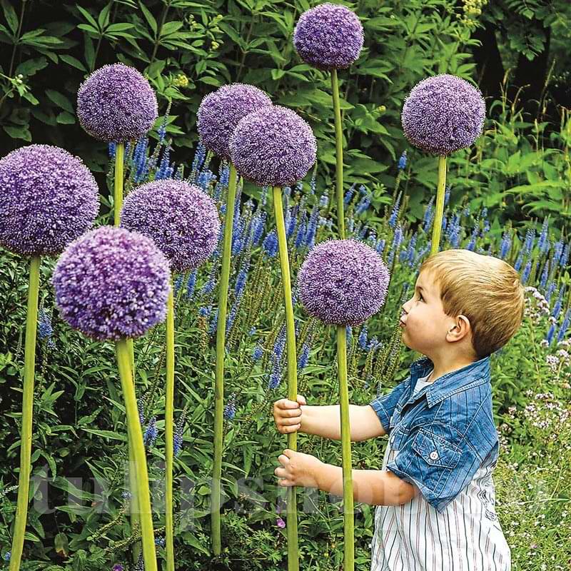 Bulbi Ceapa Ornamentala (Allium) Gladiator (5 Bucati/Pachet)