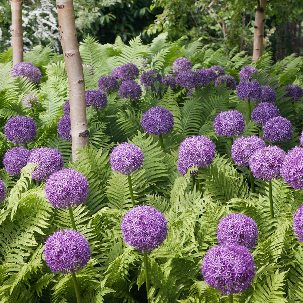 Bulbi Ceapa Ornamentala (Allium) Globemaster, cu flori mov sferice