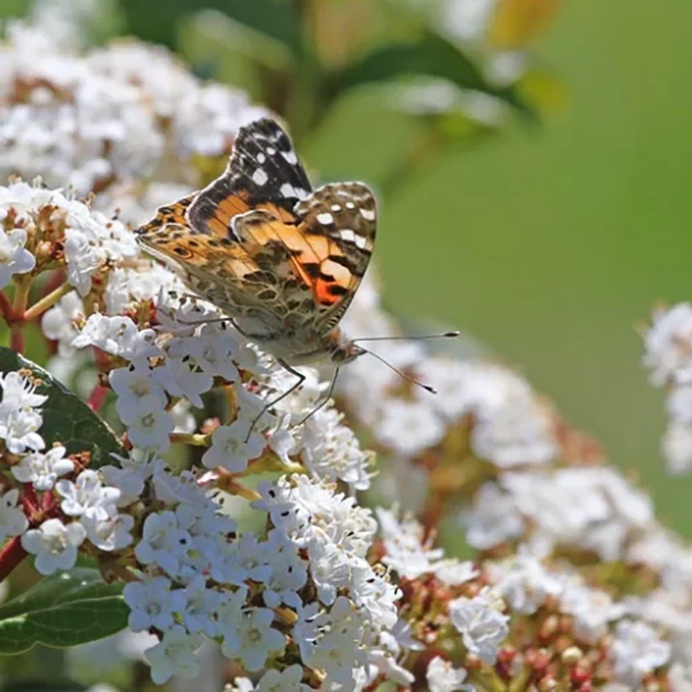 Bulgare de Zapada Tinus (Calinul), cu flori roz-albe si parfum placut