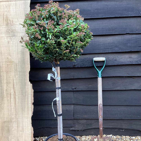 Български снежен тинус (Калинул), с розово-бели цветове и приятен аромат