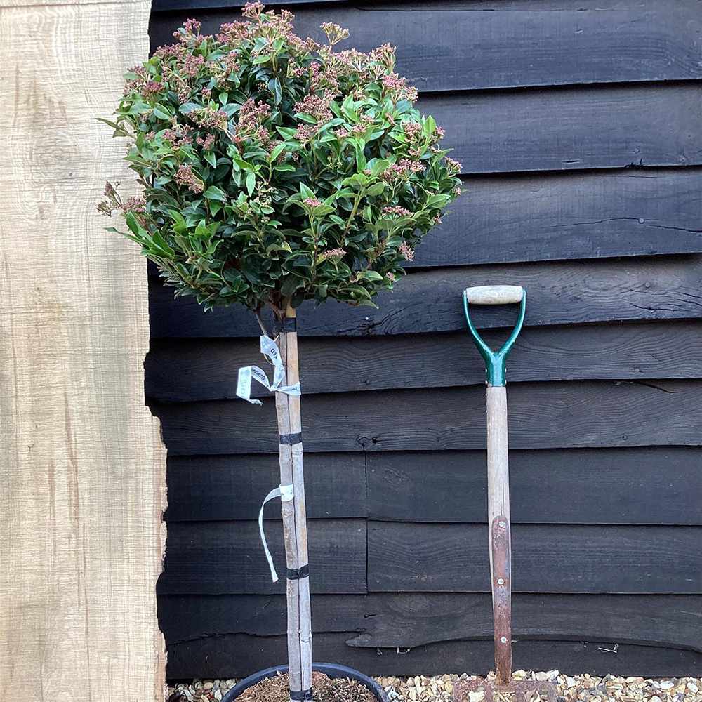 Bulgare de Zapada Tinus (Calinul), cu flori roz-albe si parfum placut