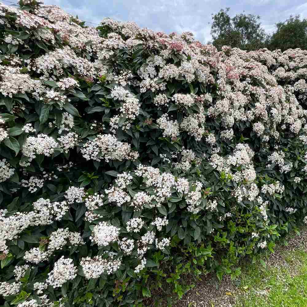 Bulgare de Zapada Tinus (Calinul), cu flori roz-albe si parfum placut