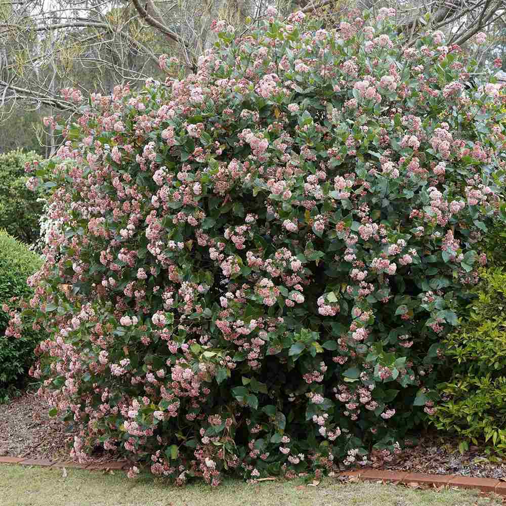 Bulgare de Zapada Tinus (Calinul), cu flori roz-albe si parfum placut