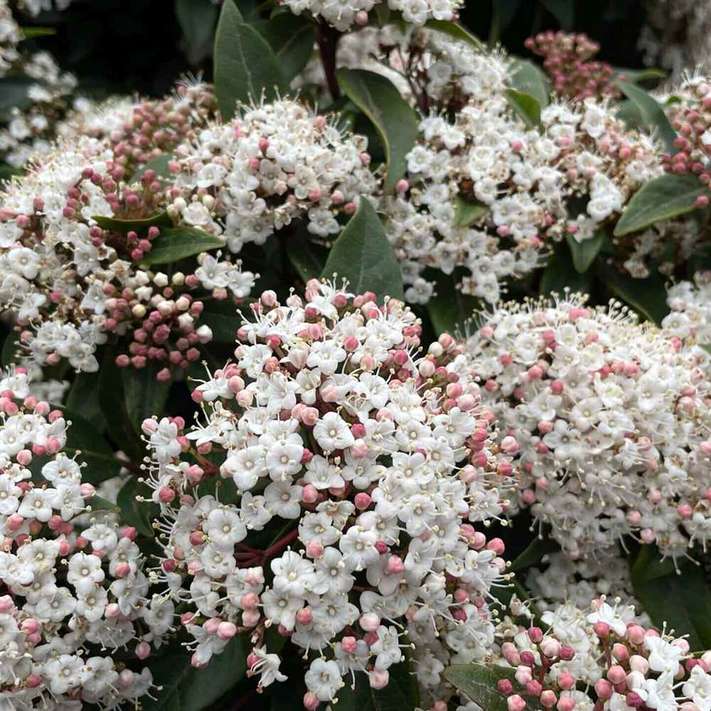 Bulgare de Zapada Tinus (Calinul), cu flori roz-albe si parfum placut
