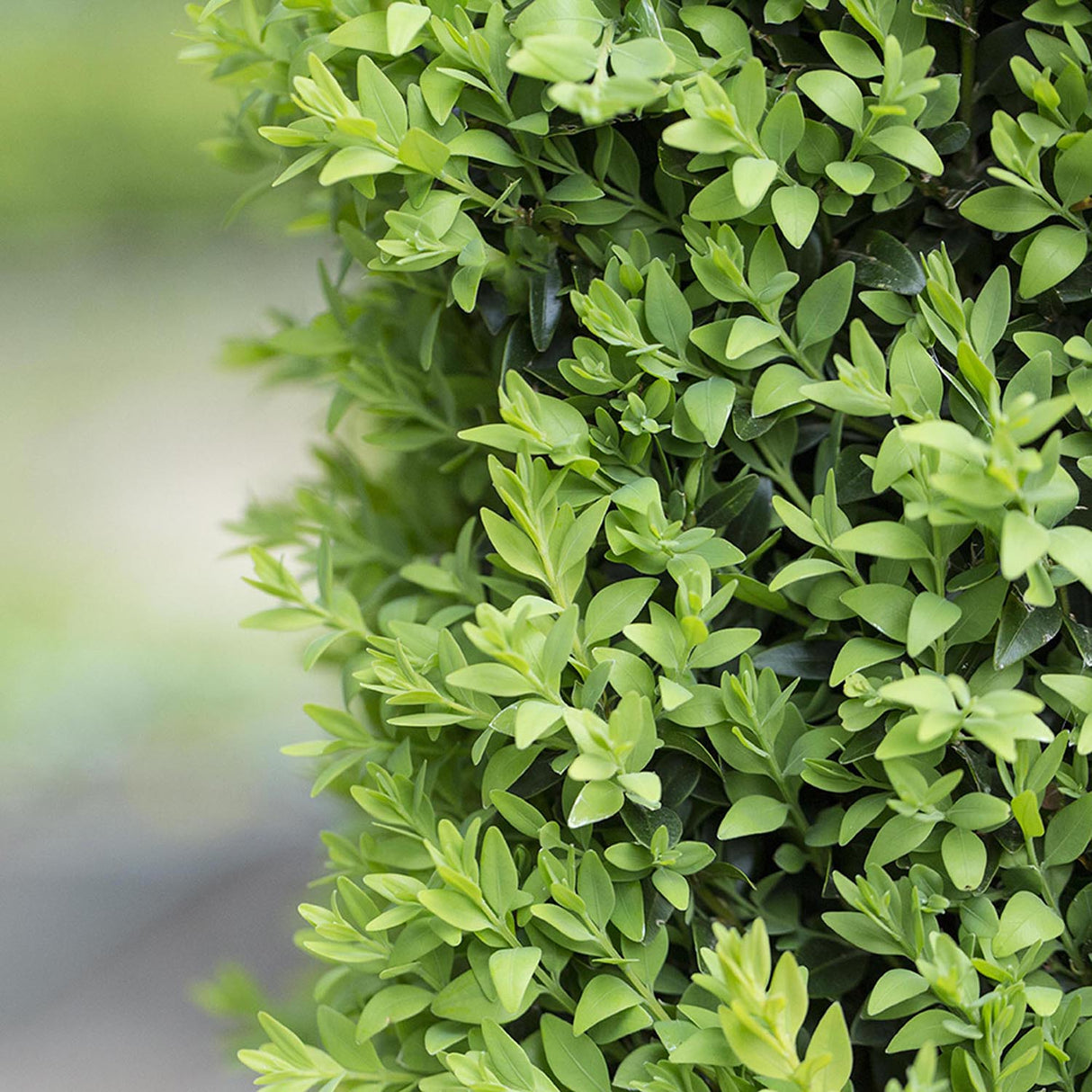 Чемшир Buxus sempervirens – вечнозелен жив плет