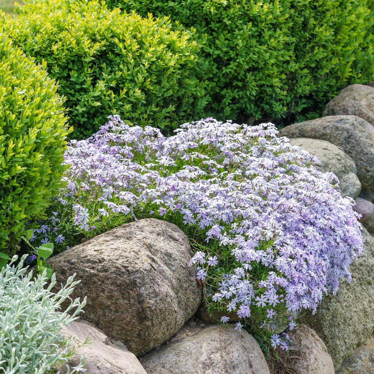 Чемшир Buxus sempervirens – вечнозелен жив плет