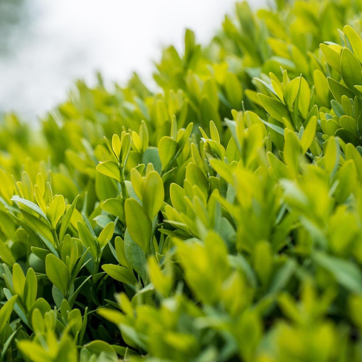 Чемшир Buxus sempervirens – вечнозелен жив плет