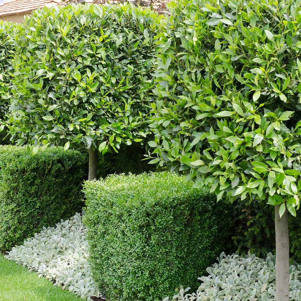 Чемшир Buxus sempervirens – вечнозелен жив плет