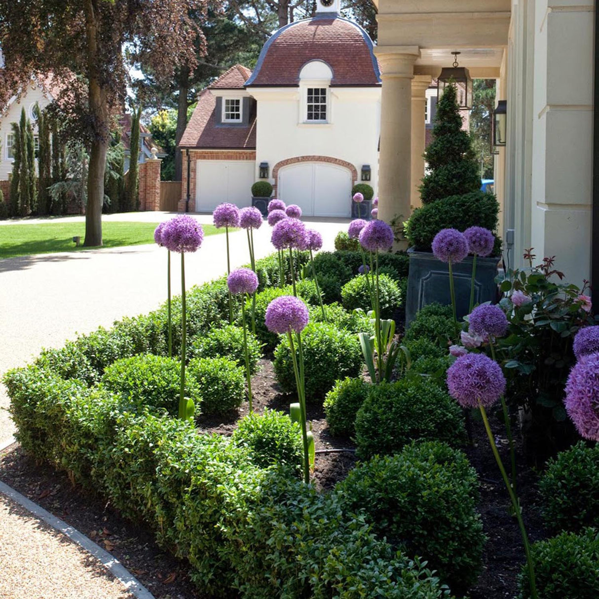 Чемшир Buxus sempervirens – вечнозелен жив плет