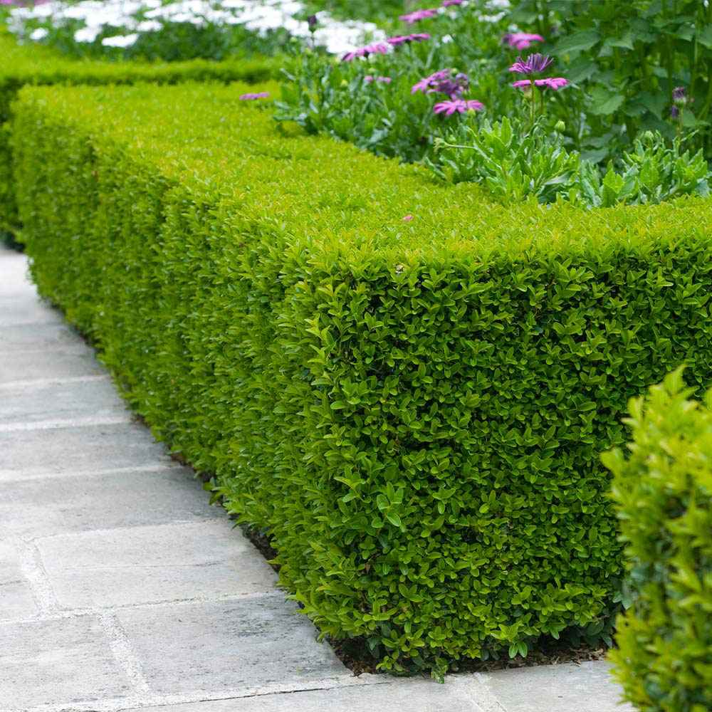 Чемшир Buxus sempervirens – вечнозелен жив плет
