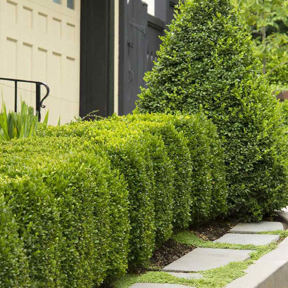 Чемшир Buxus sempervirens – вечнозелен жив плет