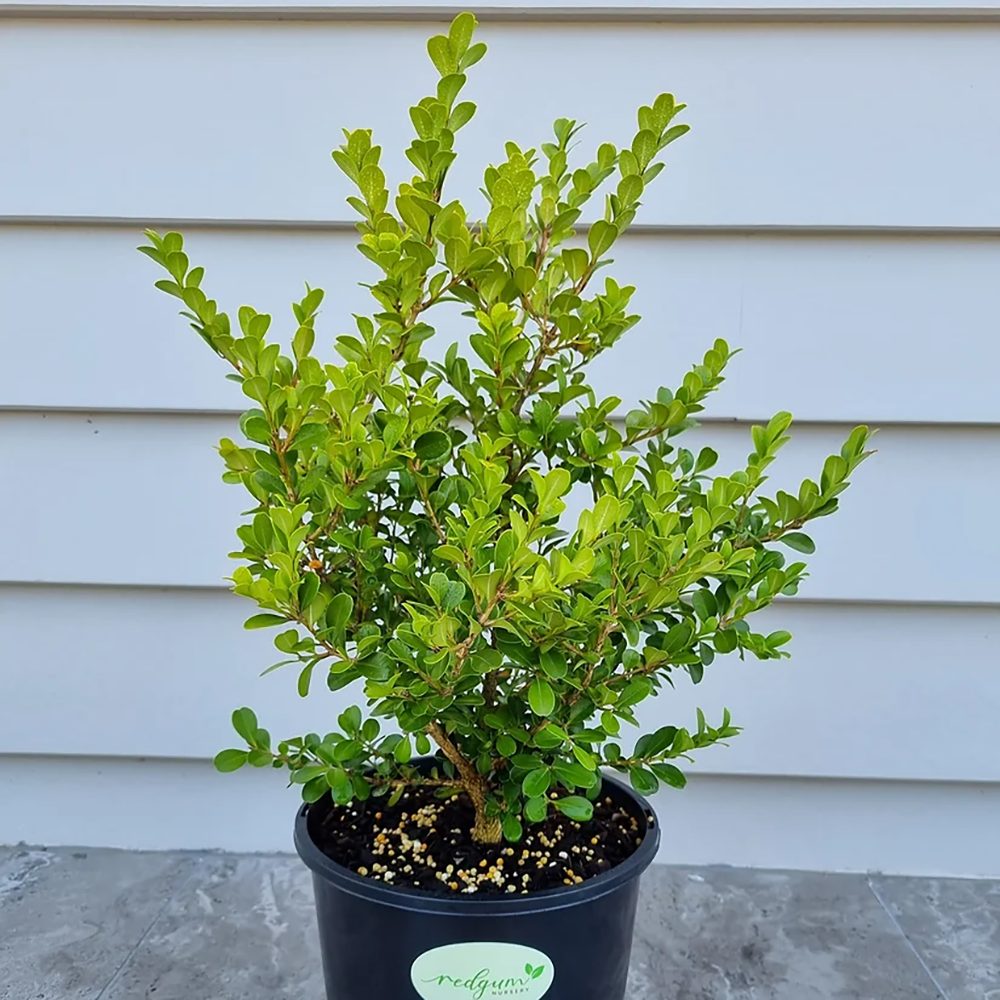 Чемшир Buxus sempervirens – вечнозелен жив плет