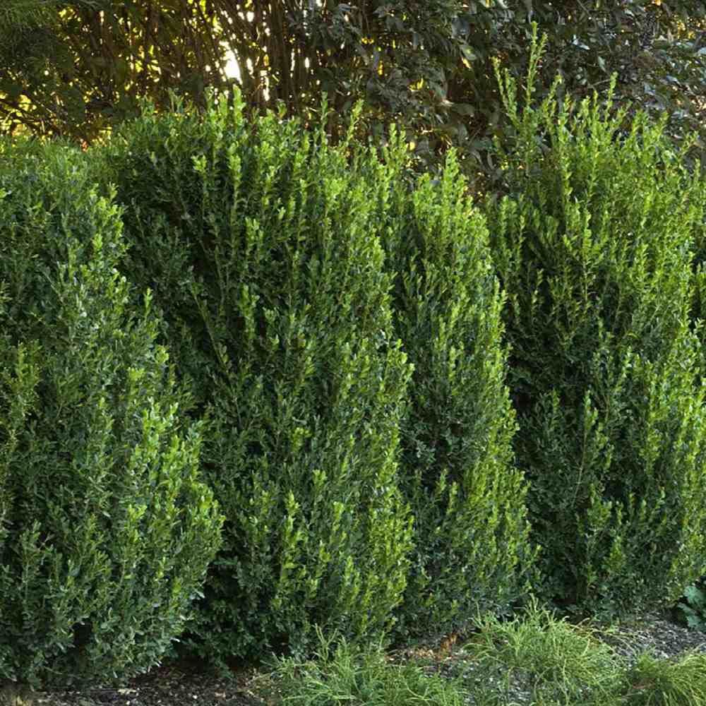 Чемшир Buxus sempervirens – вечнозелен жив плет
