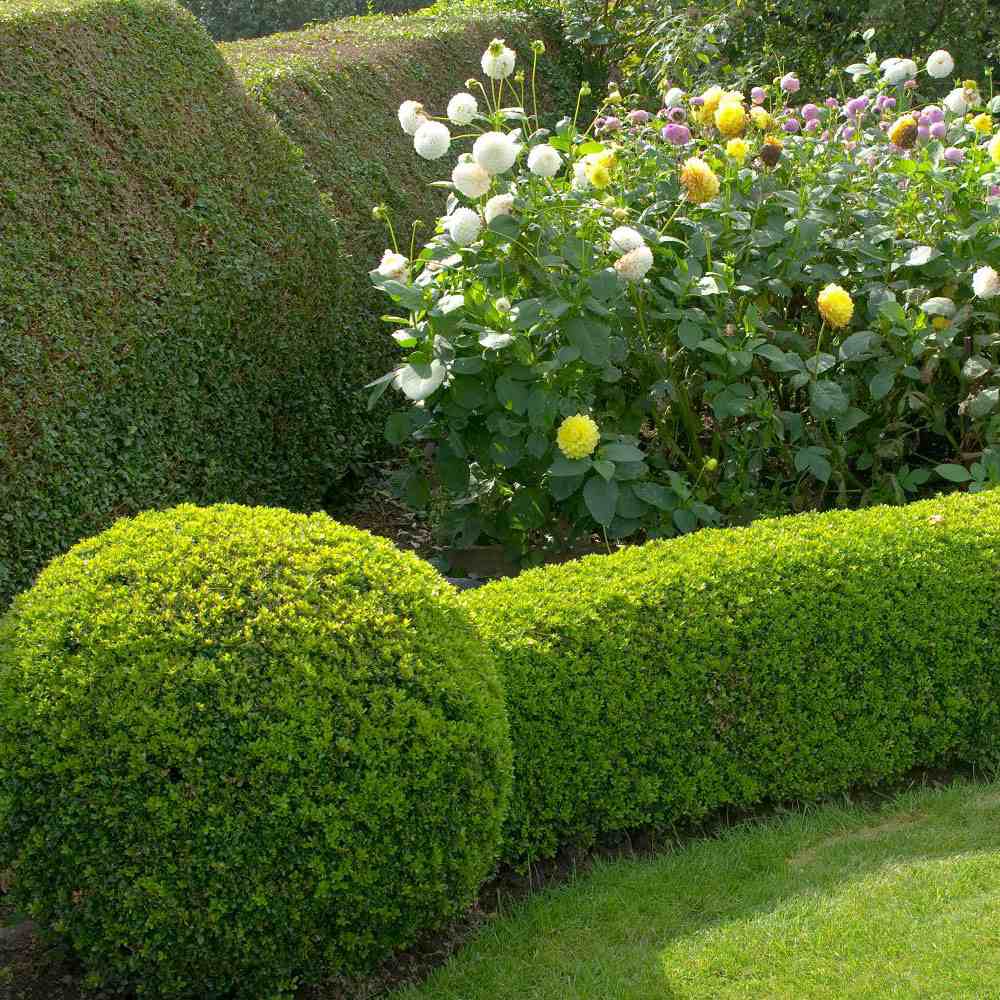 Buxus Sempervirens (Cimisir), gard viu mic vesnic verde