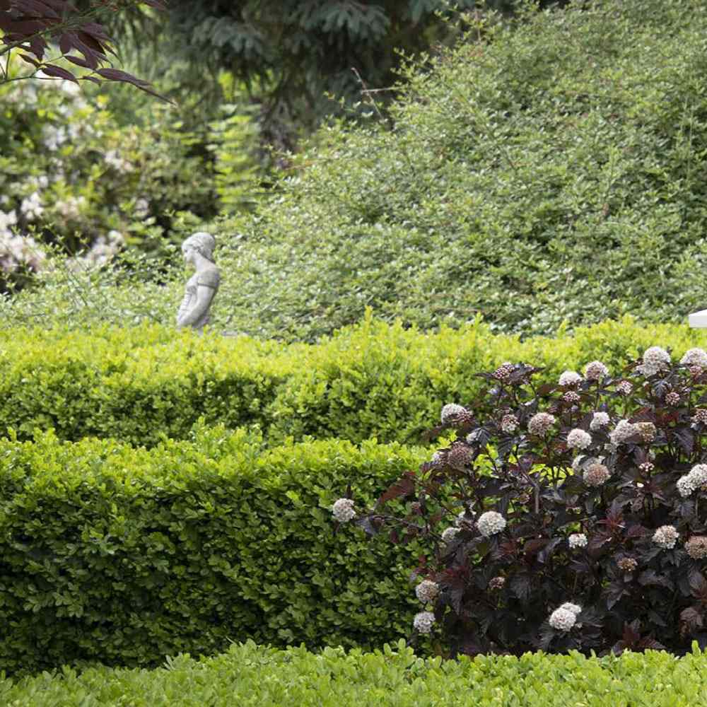 Чемшир Buxus sempervirens – вечнозелен жив плет