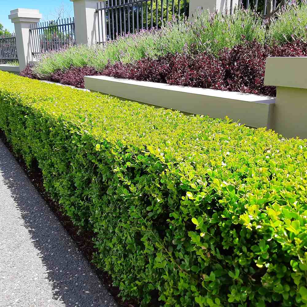 Чемшир Buxus sempervirens – вечнозелен жив плет