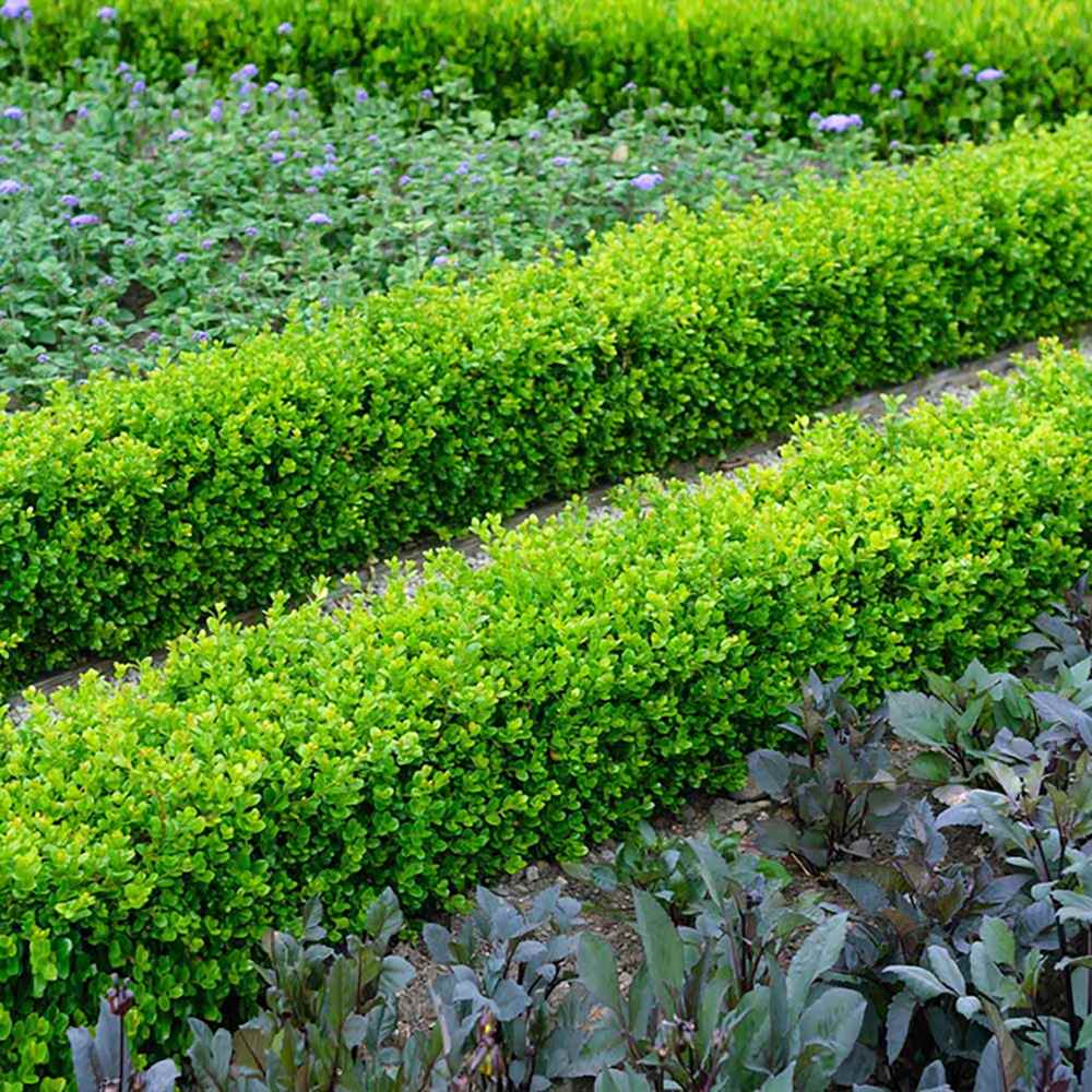 Чемшир Buxus sempervirens – вечнозелен жив плет