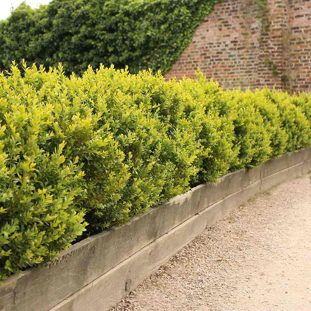 Чемшир Buxus sempervirens – вечнозелен жив плет