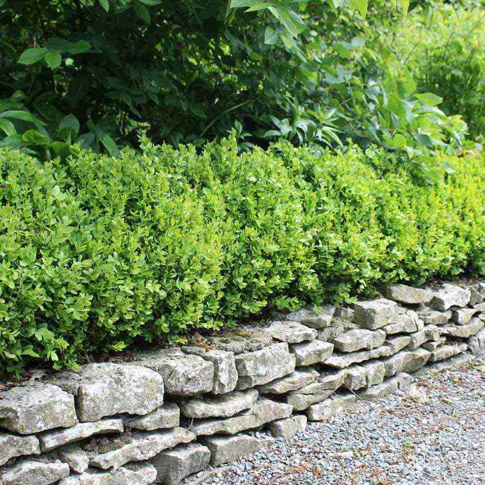 Чемшир Buxus sempervirens – вечнозелен жив плет
