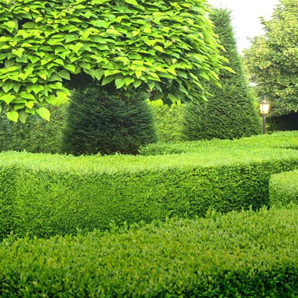 Чемшир Buxus sempervirens – вечнозелен жив плет