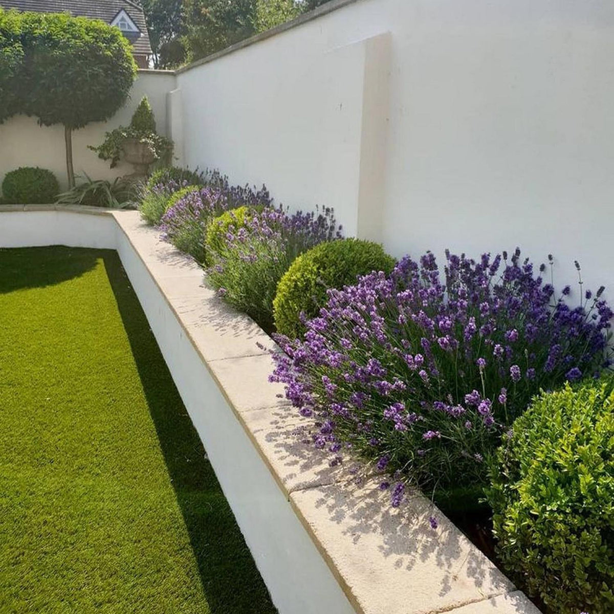 Buxus Sempervirens (Cimisir) Rotund/Glob