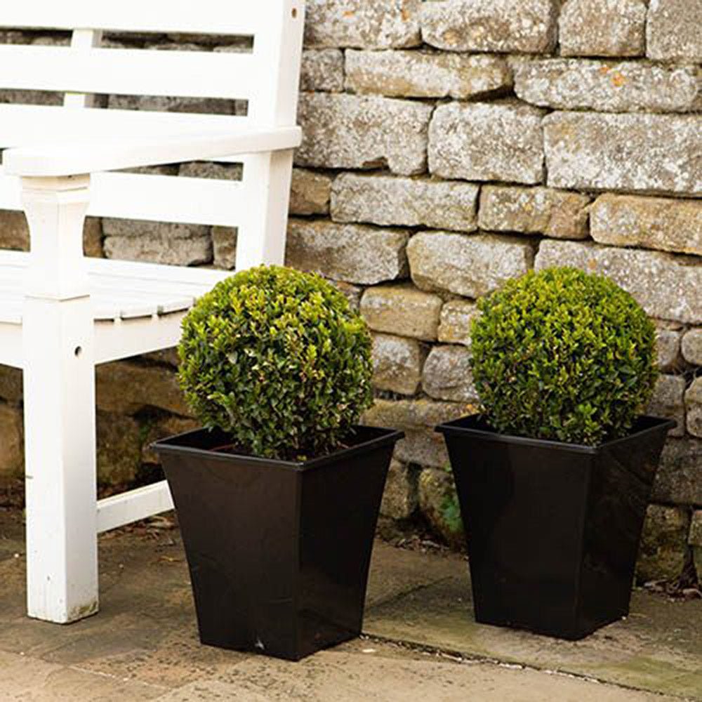 Buxus Sempervirens (Cimisir) Rotund/Glob